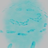 Liminal14